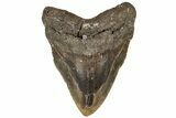 Bargain, Fossil Megalodon Tooth - North Carolina #199711-1